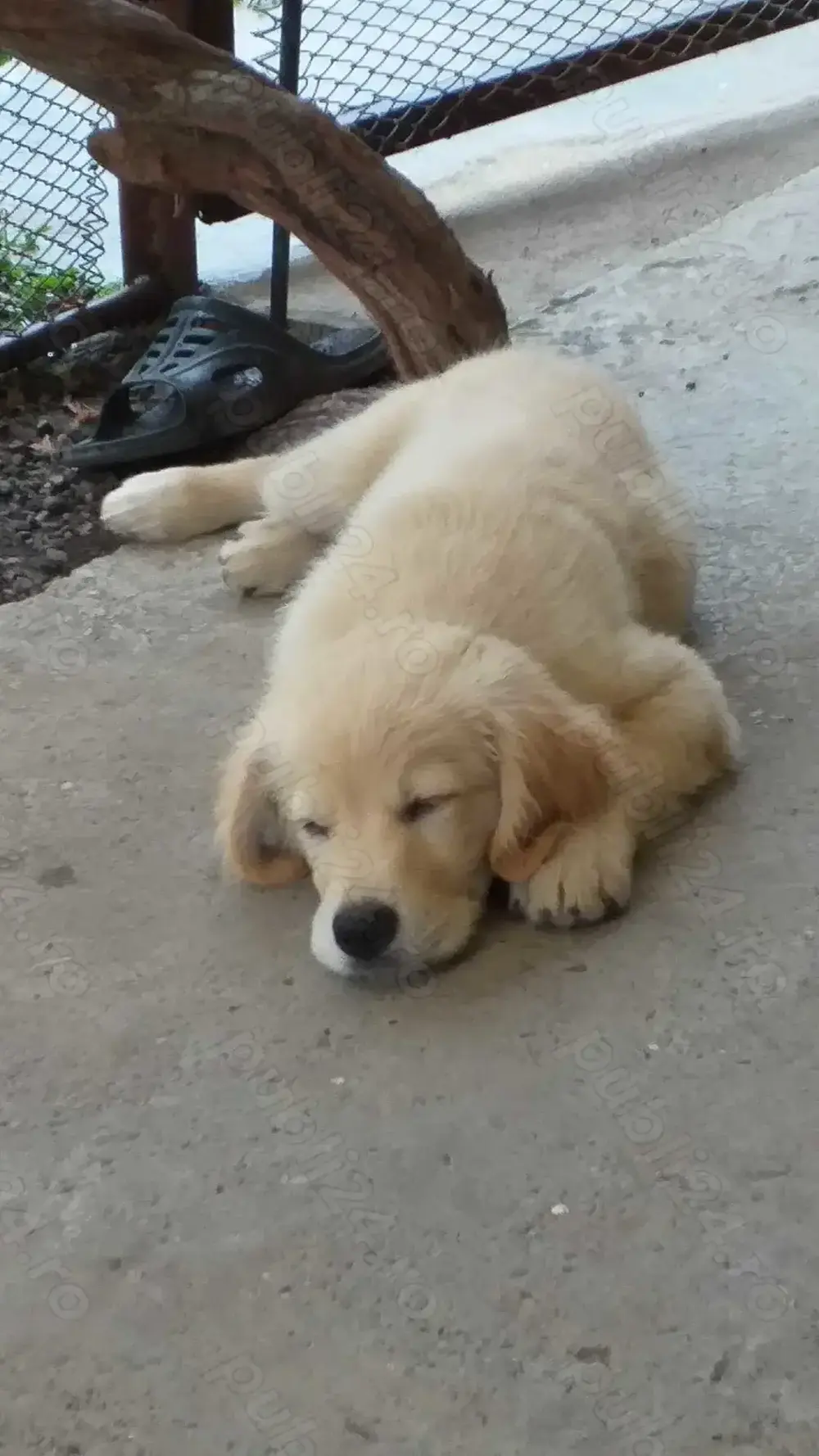 Harley, un câine adorabil !!!...