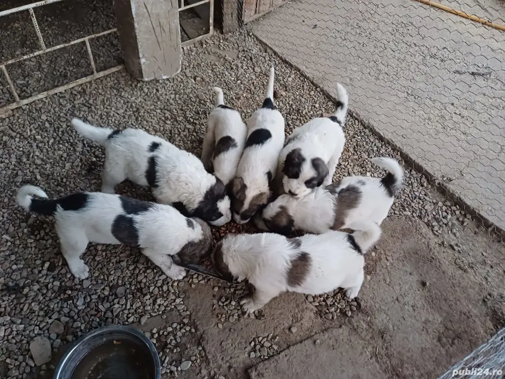 Ciobanesc de bucovina căutăm caeuta Ciobanesc de bucovina căutăm caeuta