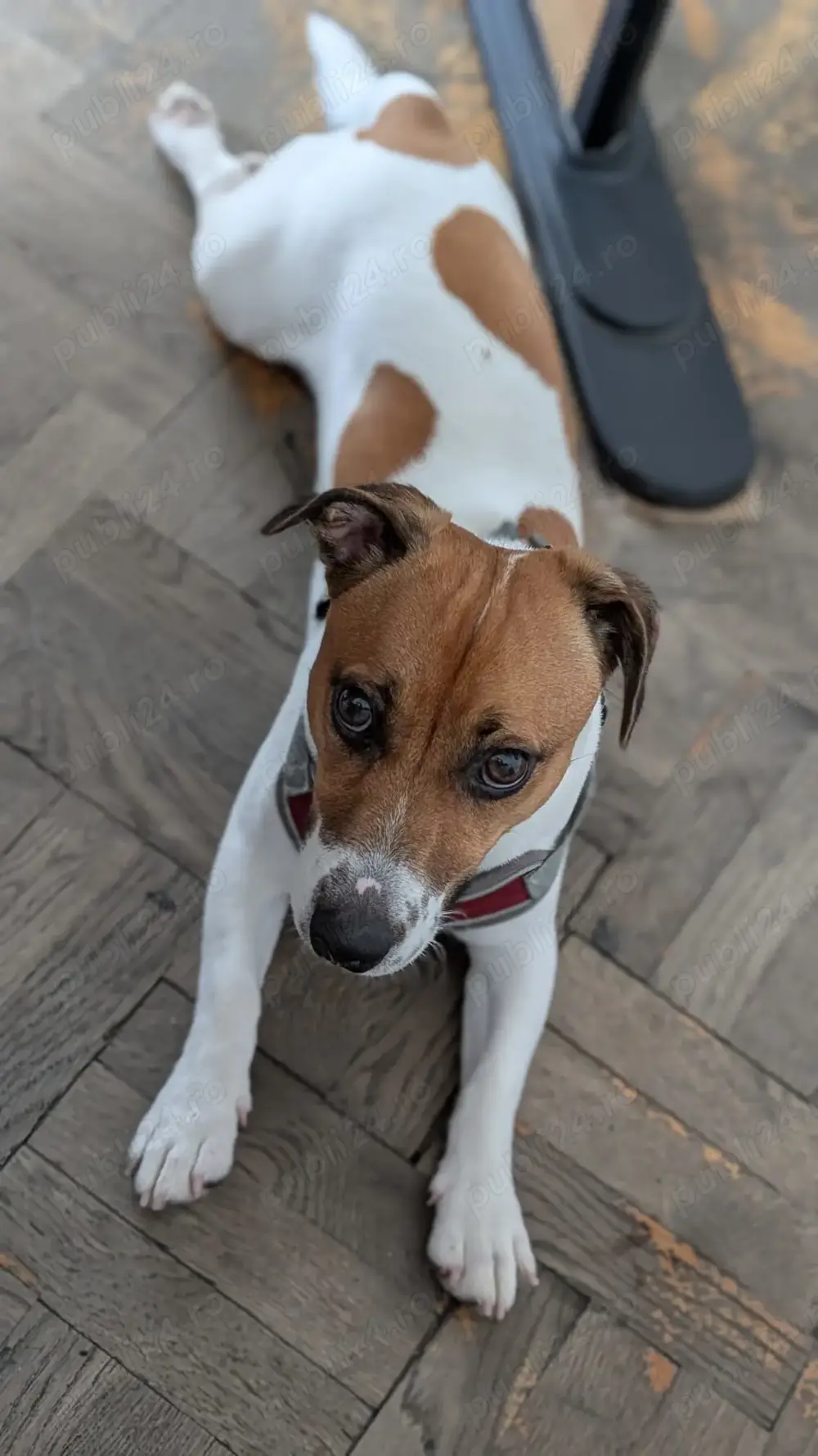 Mascul Jack Russel in cautare de partenera