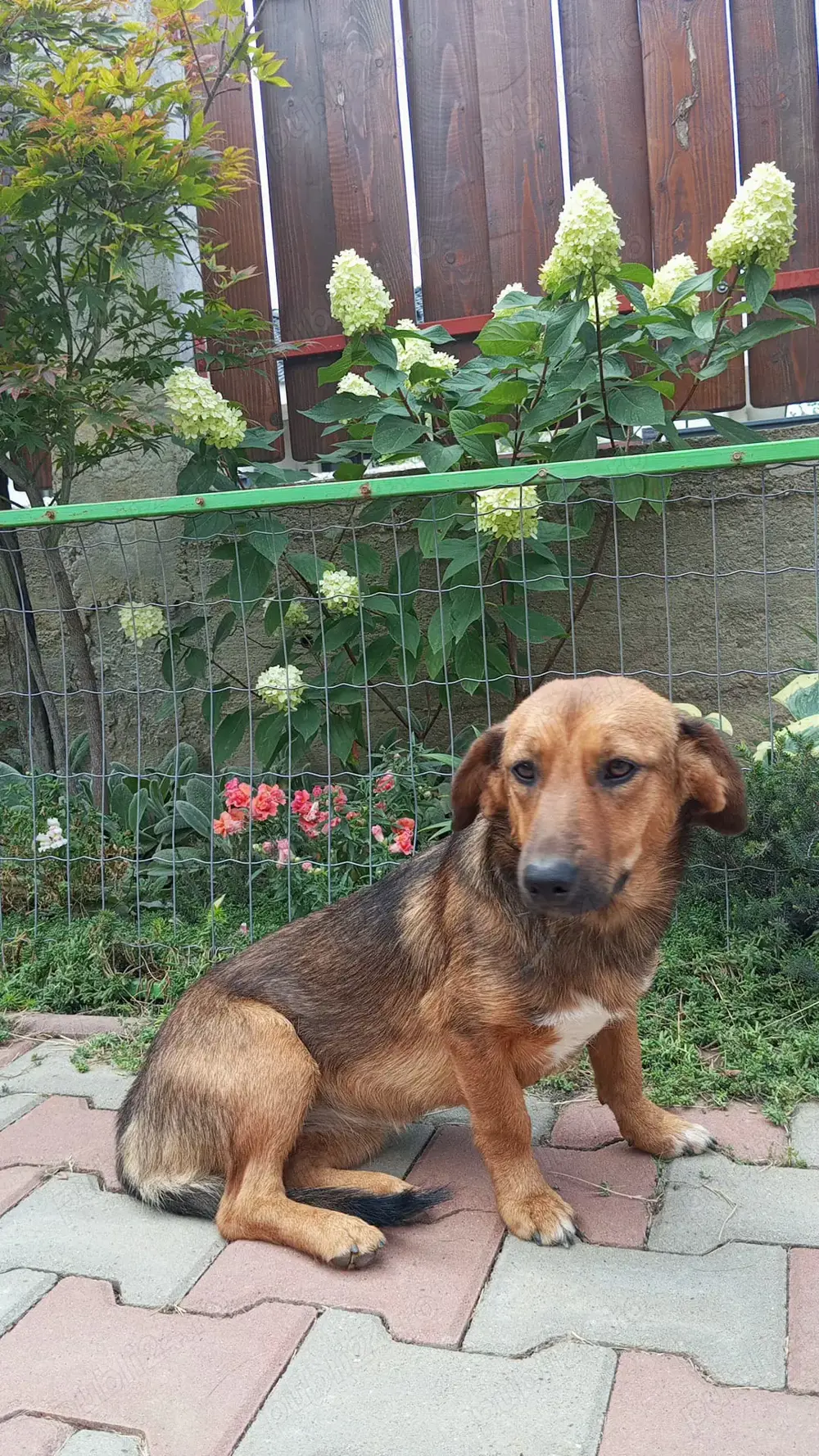 Adopție cățelușă șoricar