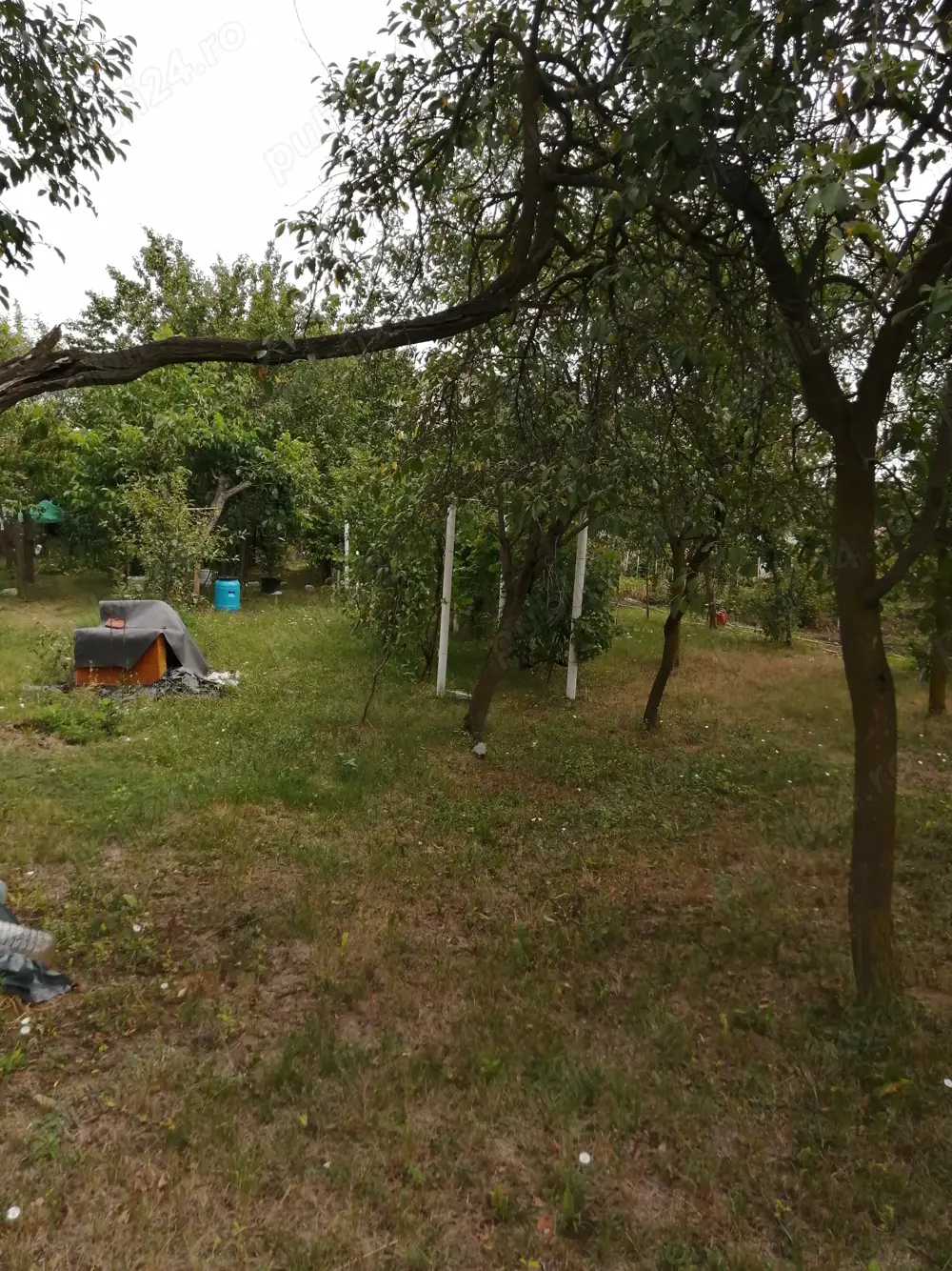 De vanzare  teren  de 903 mp, cu casa demolabila , intravilanul vechi  Dumbravita cu strada lata