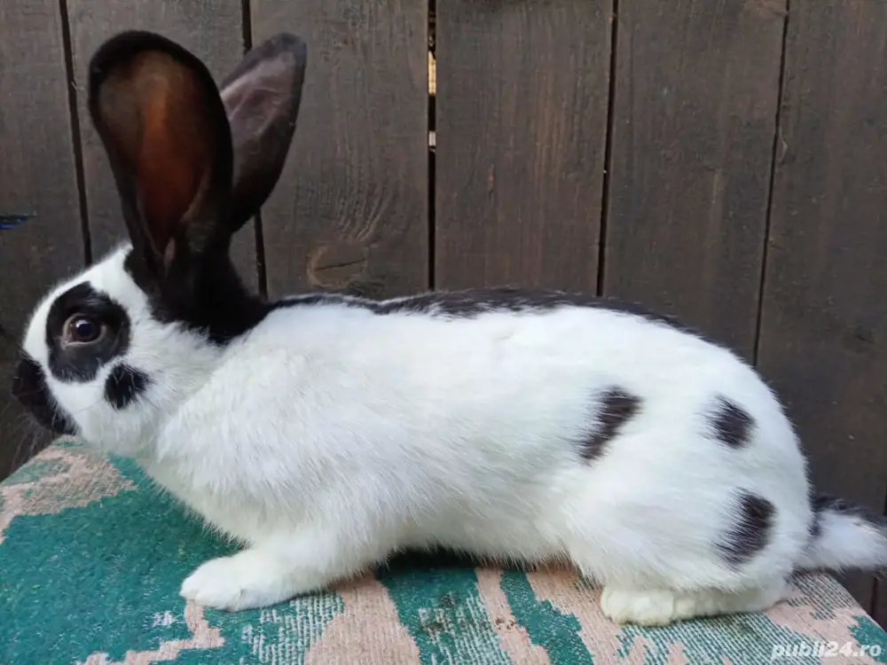 Mascul fluture german!