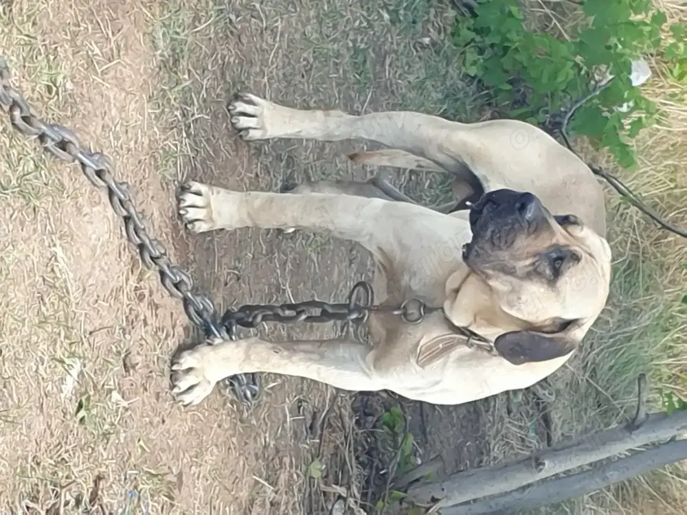 Vand catei presa canario 