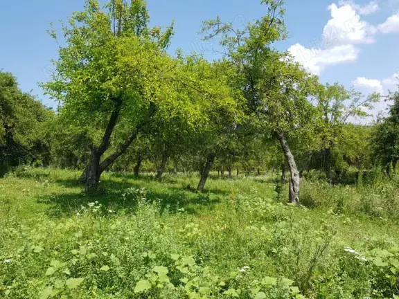 UNIC ! 5000 mp Muscel Câmpina, "Fantana cu ciresi",Voila,  pădure, ideal vile pensiuni