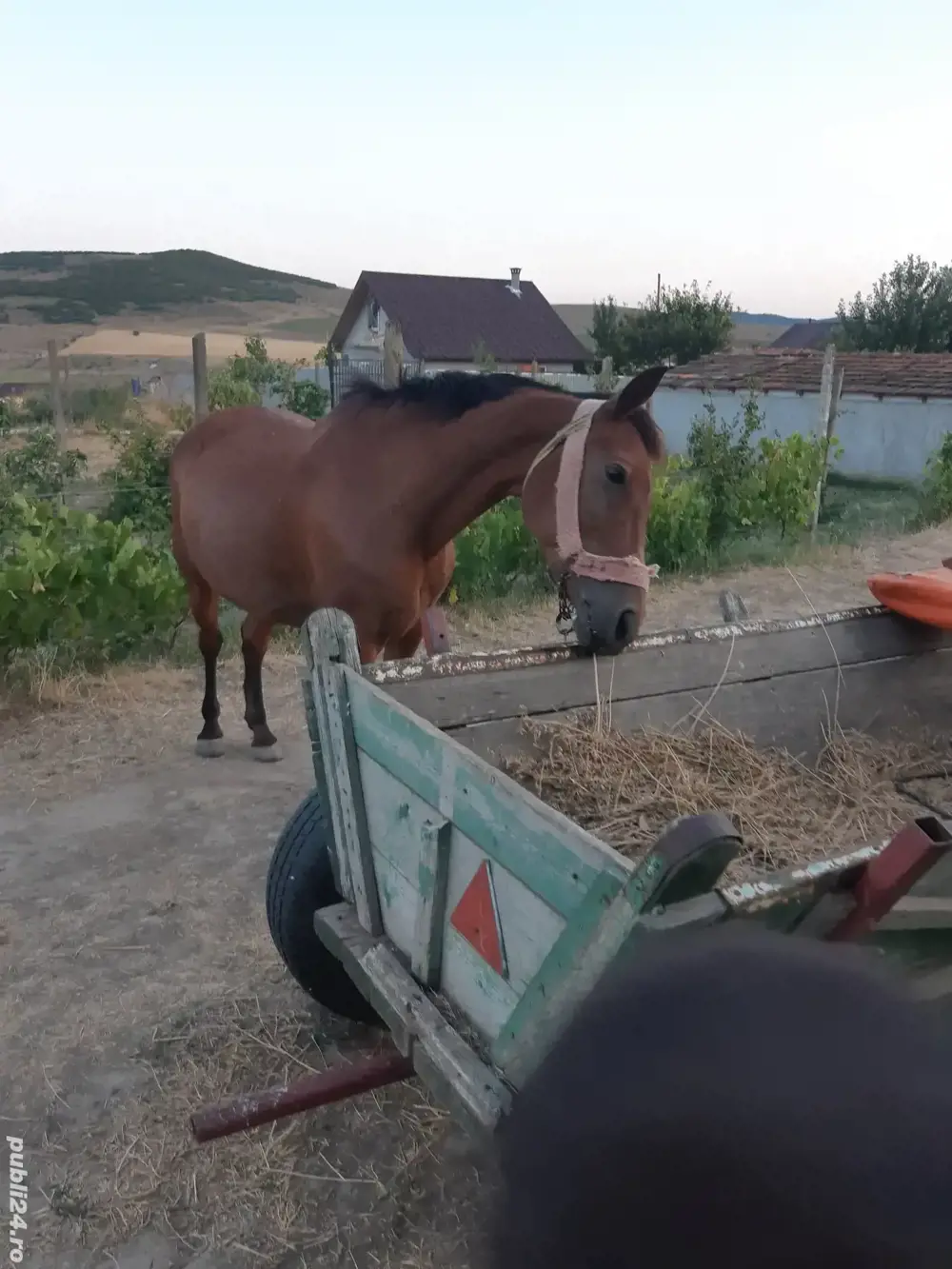 Cal ,caruţă şi ham de vânzare