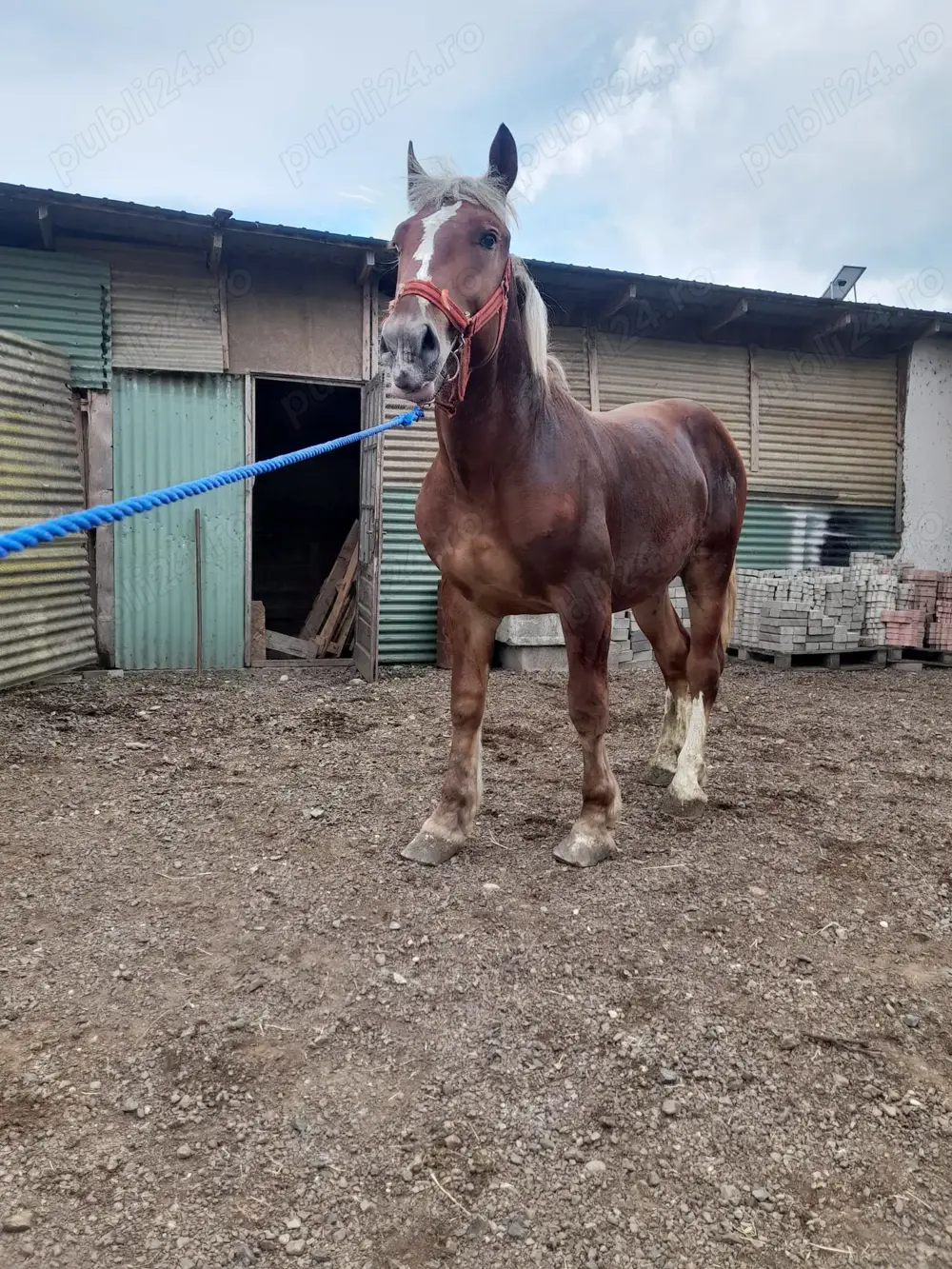 Vand doi manji unu de 2 ani si unul de 1.5 ani tel   Vand doi manji unu de 2 ani si unul de 1.5 ani tel