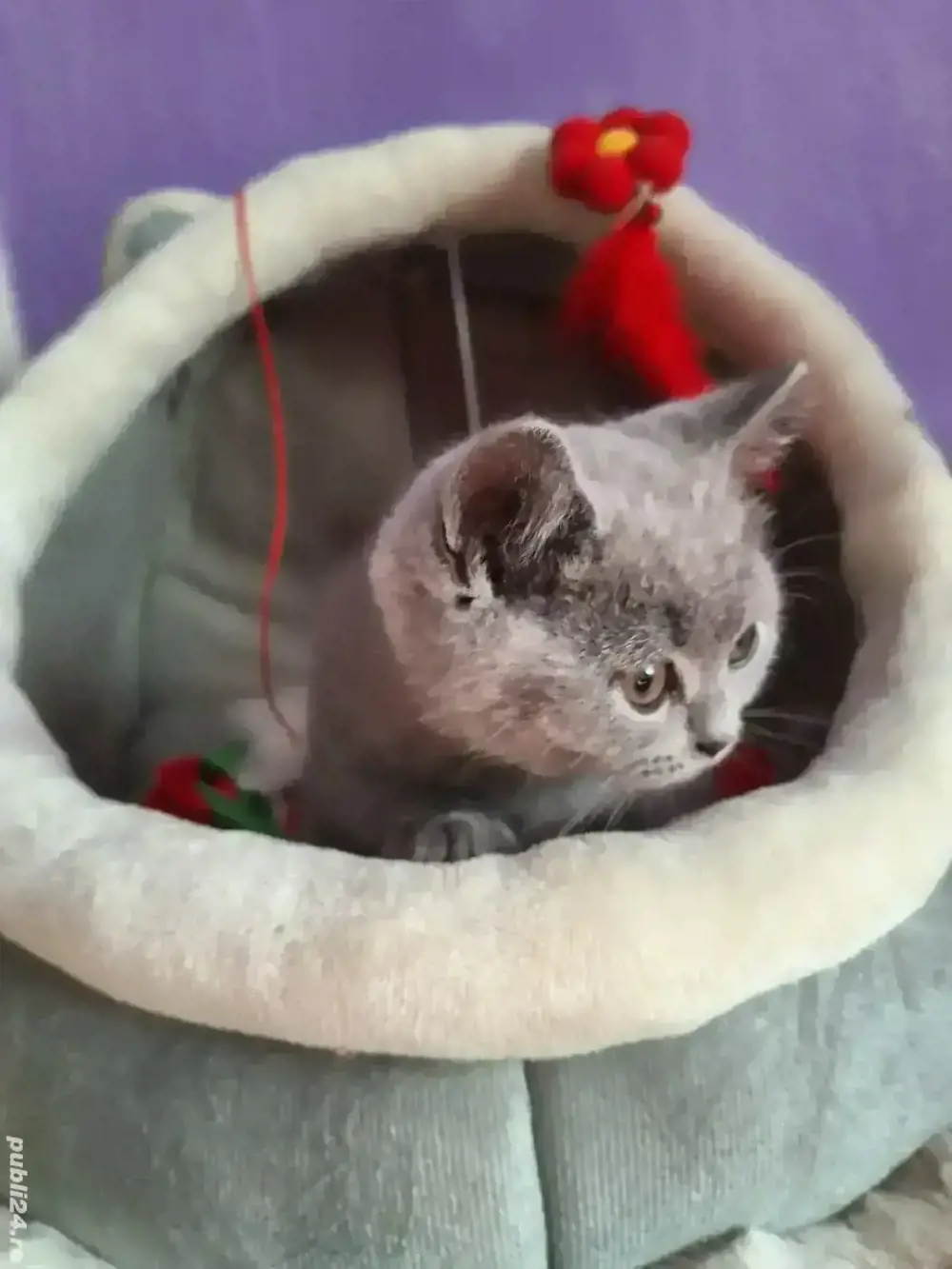 Pisicuță British Shorthair Blue 