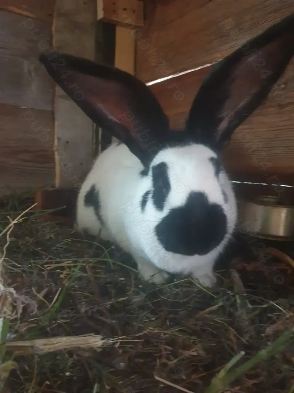 Vand femela fluture german tatuat Vand femela fluture german tatuat