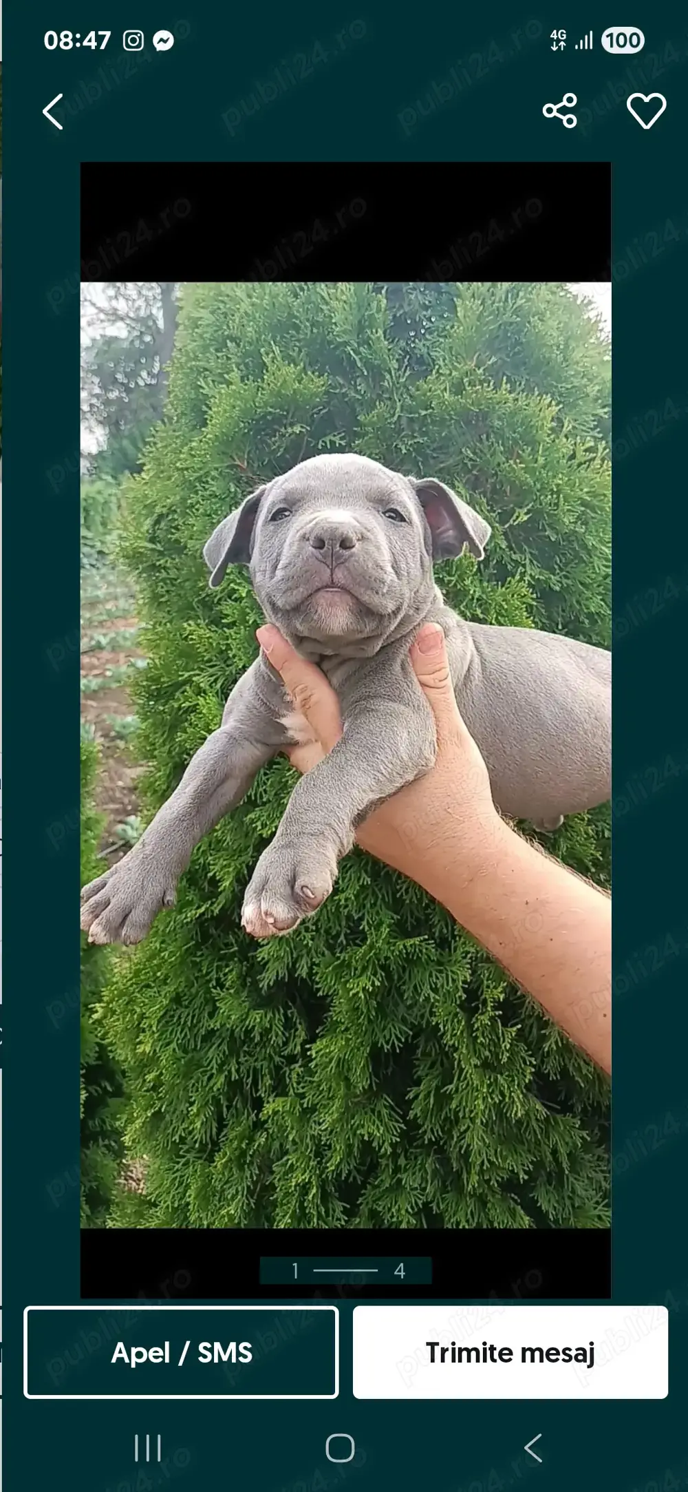 Vând amstaff blue cu pedigree 