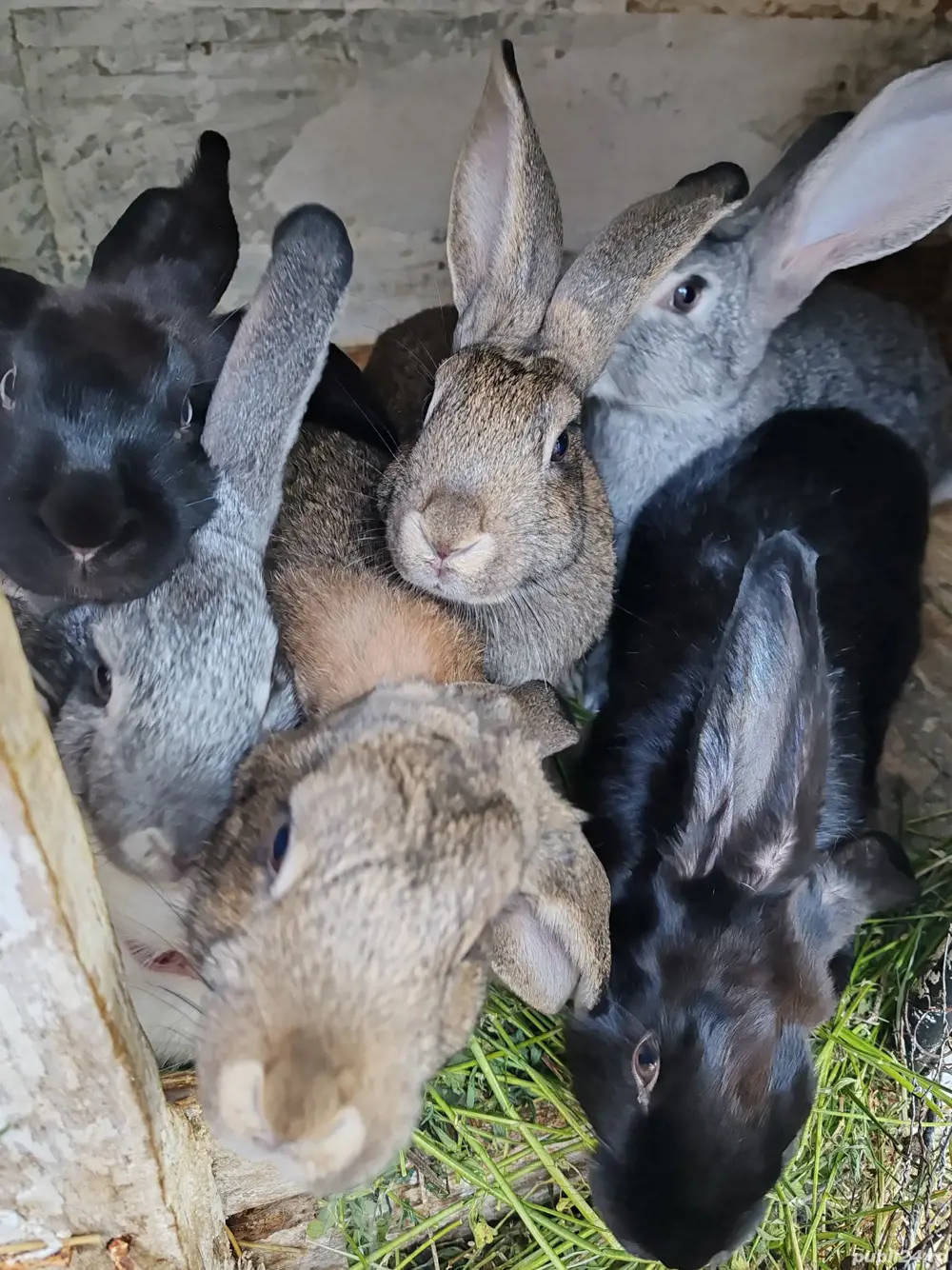 Vând iepuri multi-rasa Vând iepuri multi-rasa