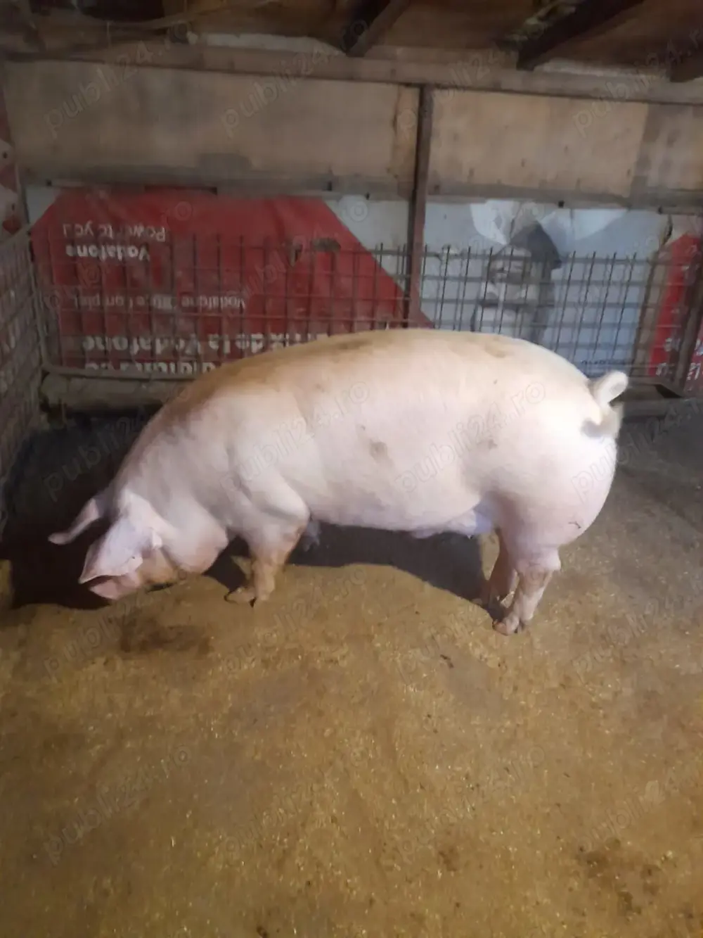 Vând porci de carne crescuti cu cereale a natural Vând porci de carne crescuti cu cereale a natural