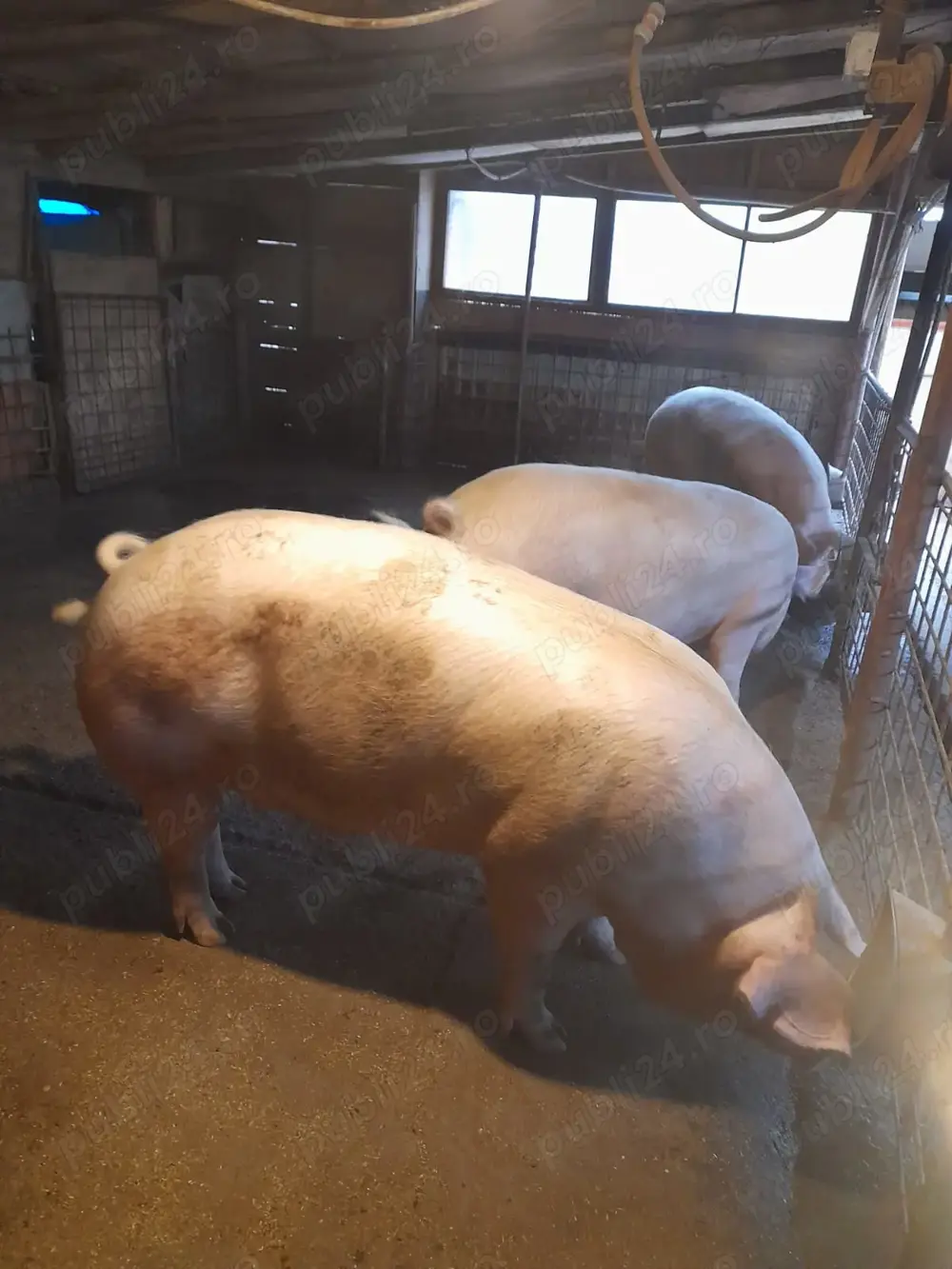 Porci de tăiat sacrificat de carne crescuti cu cereale  Porci de tăiat sacrificat de carne crescuti cu cereale