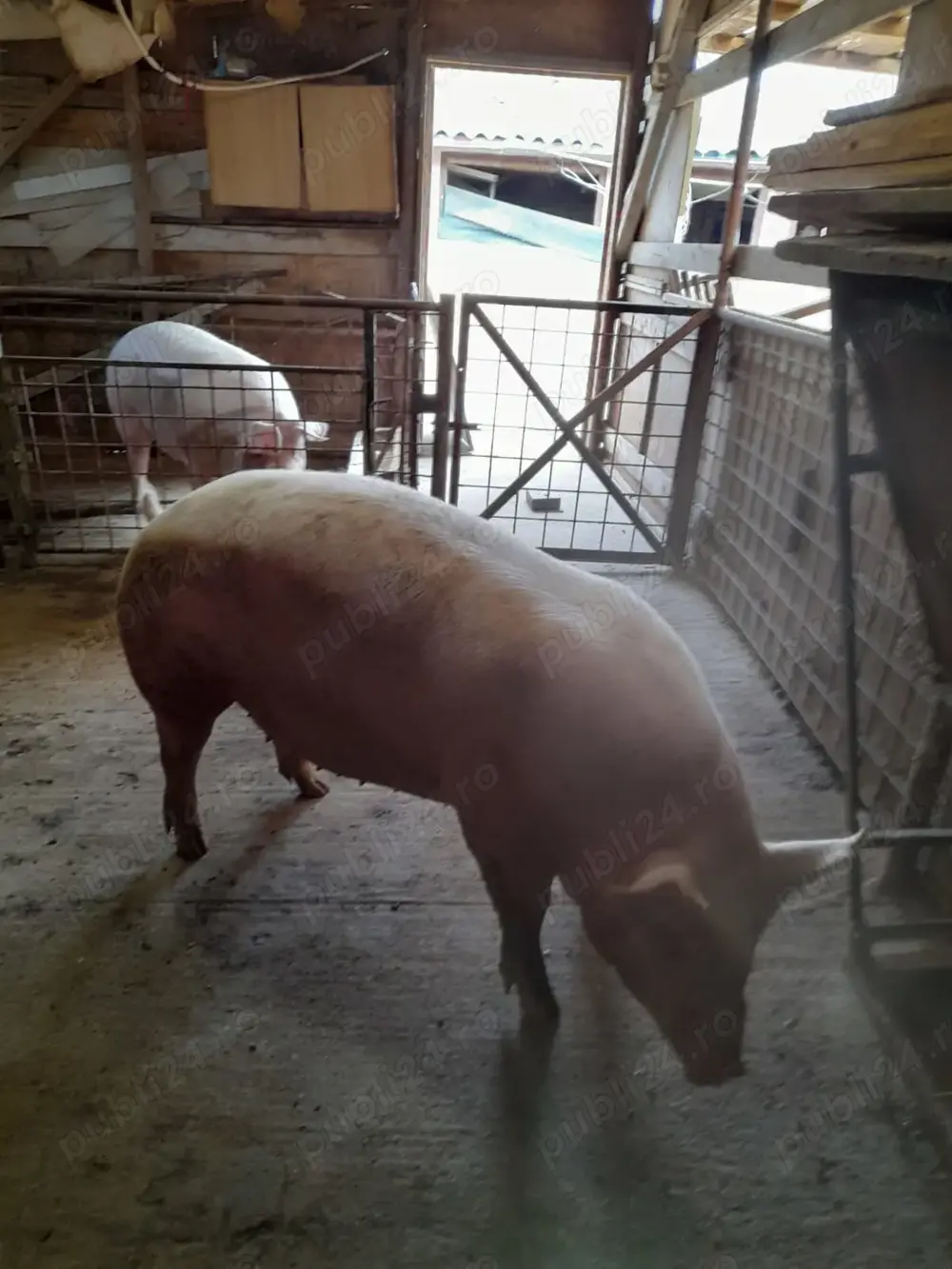 Porci de carne crescut cu cereale natural greutate intre 200-300 Porci de carne crescut cu cereale natural greutate intre 200-300