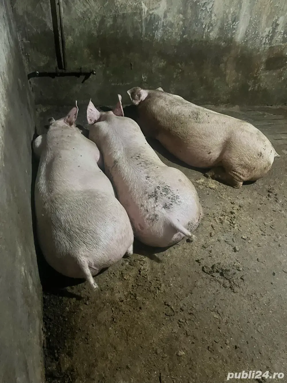 Vând porci de carne crescuți natural, calitate premium! 12LEI 100-250 kg