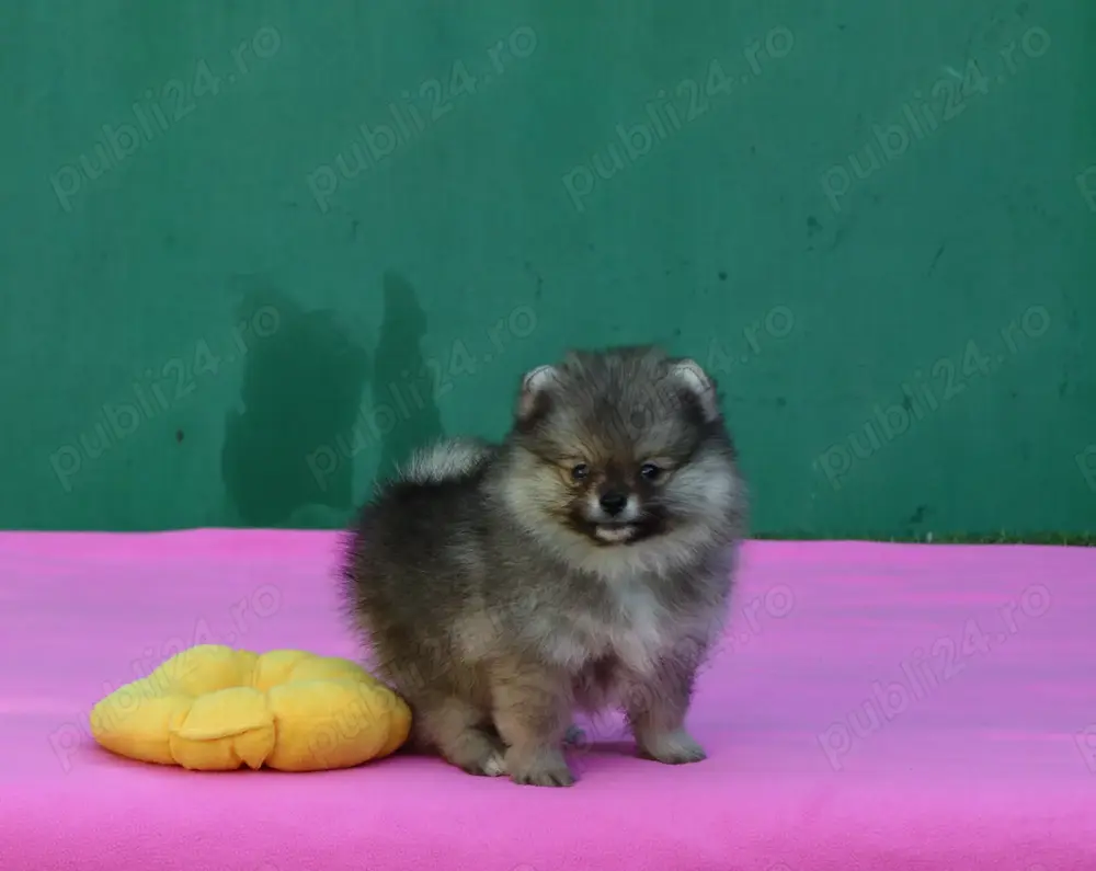 Pomeranian mini toy roscat sable cu pedigree 