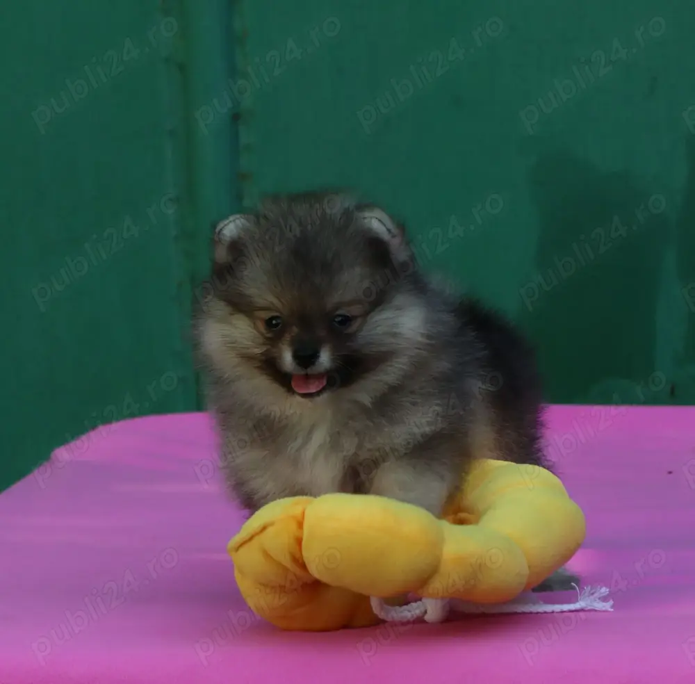 Pomeranian mini toy roscat sable cu pedigree A