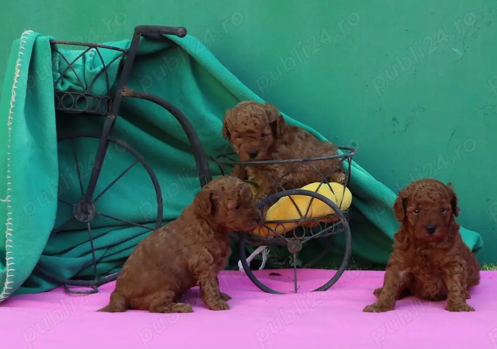 Pudel, (Canis) toy rosu cu pedigree A