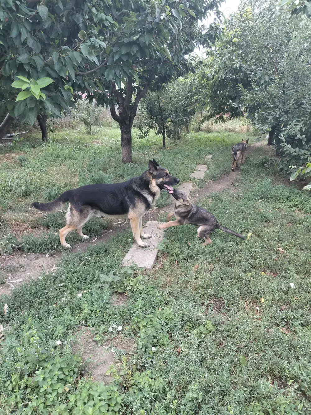 vând ciobănesc german