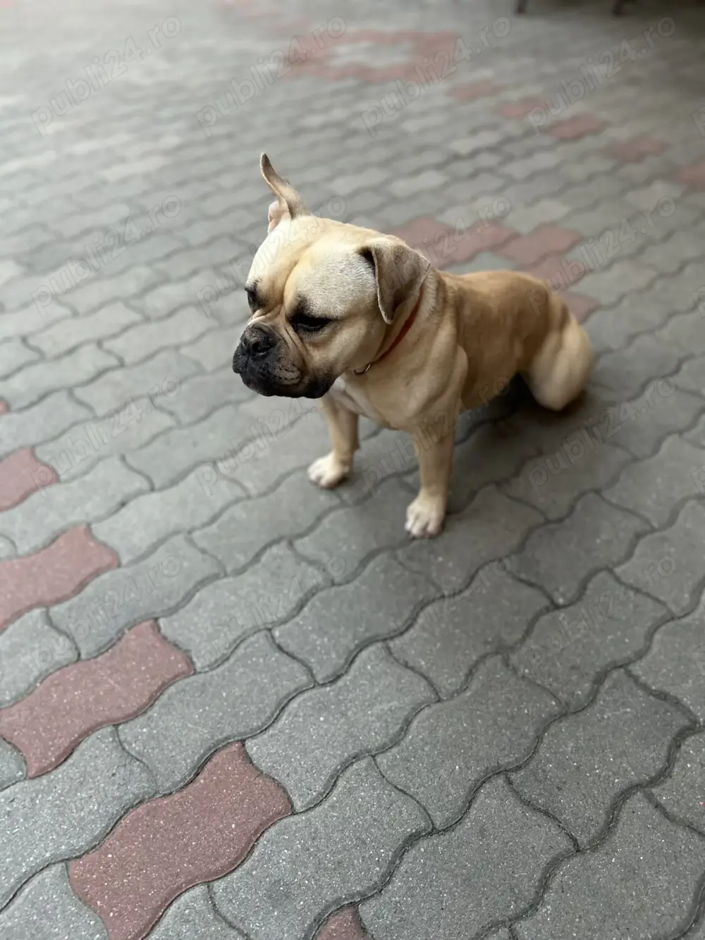 American Buly de vânzare 