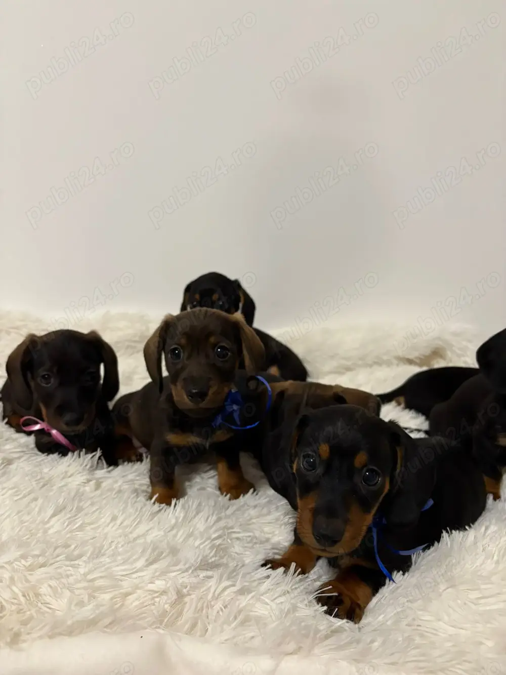 Cățeluși Teckel De Vânzare