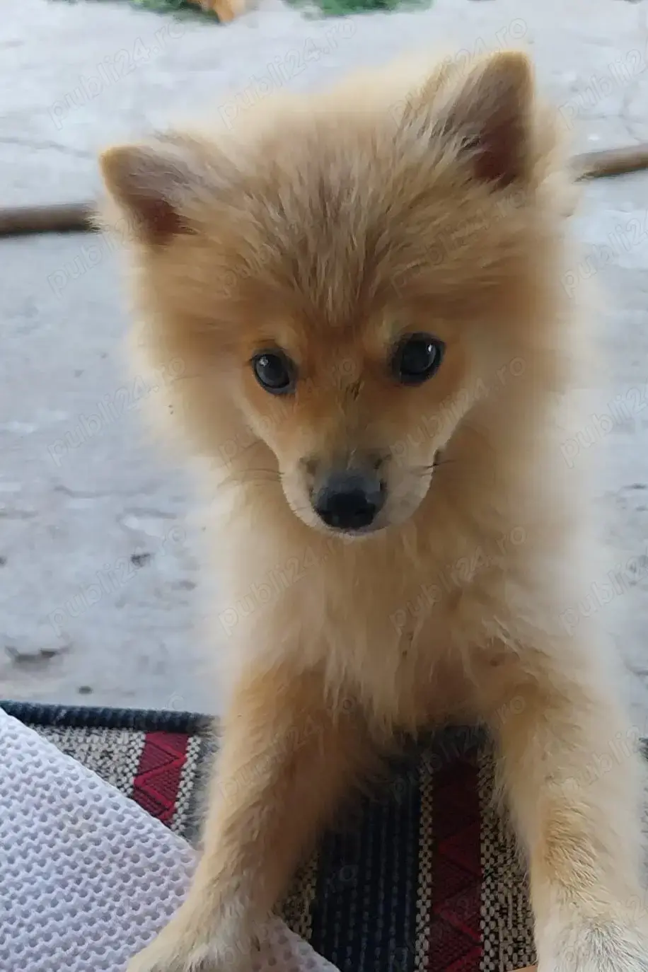 DONEZ Pomeranian șpitz nu sunt pomeranian mini