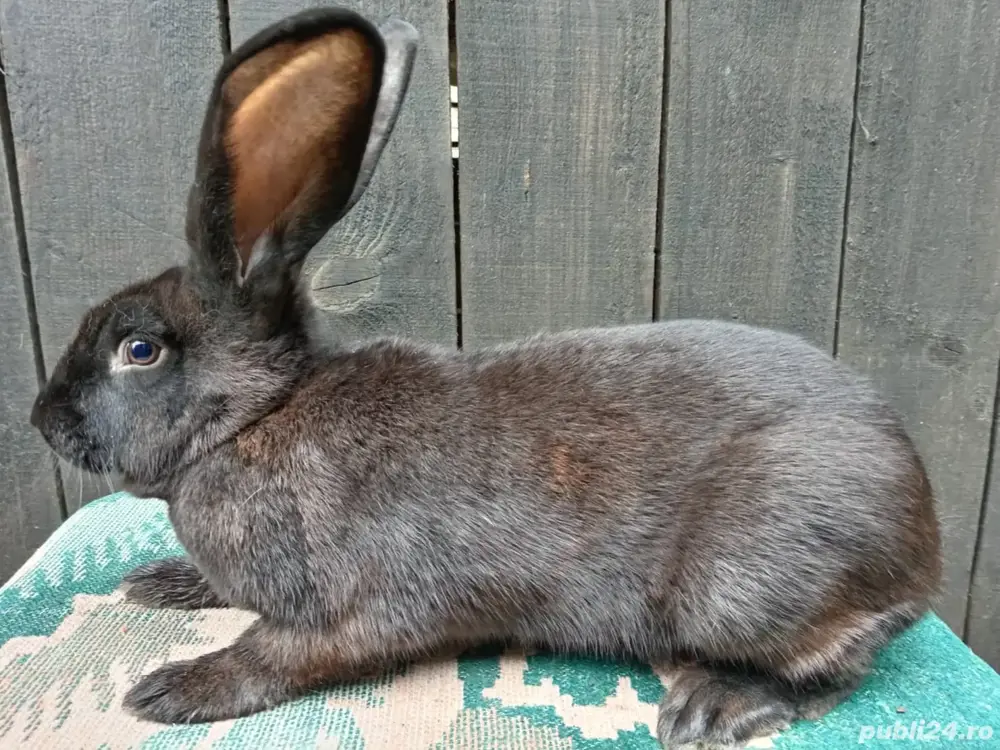 Femele fluture german! Femele fluture german!