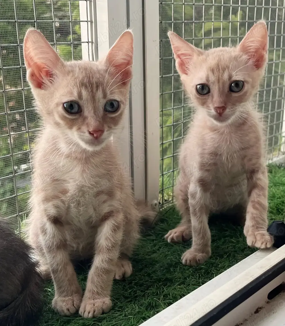 Metisi British Shorthair pui, gratuit 