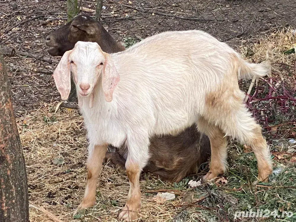 3 iezi de vanzare  3 iezi de vanzare