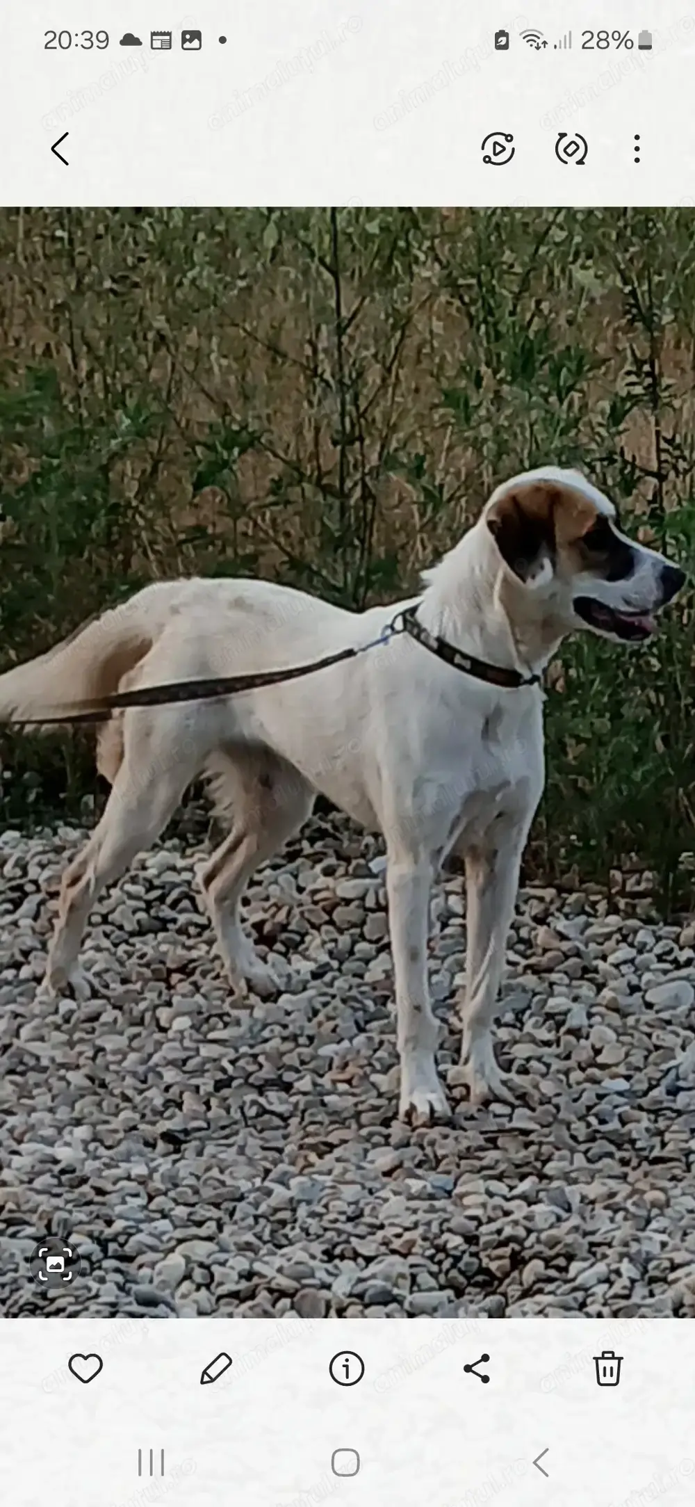 Donez caine metis în vârstă de 1 an și 4 luni