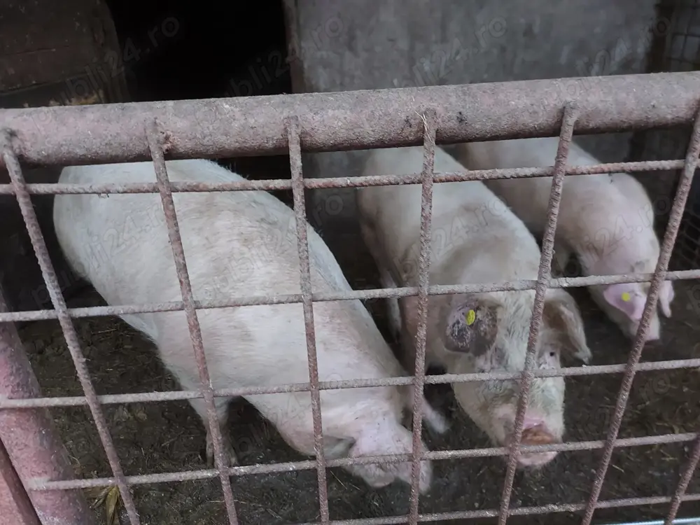 Vand porci albi, de carne, crescuti doar cu faina fiarta