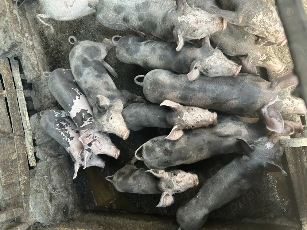 Purcei-diverse mărimi Balteni Olt