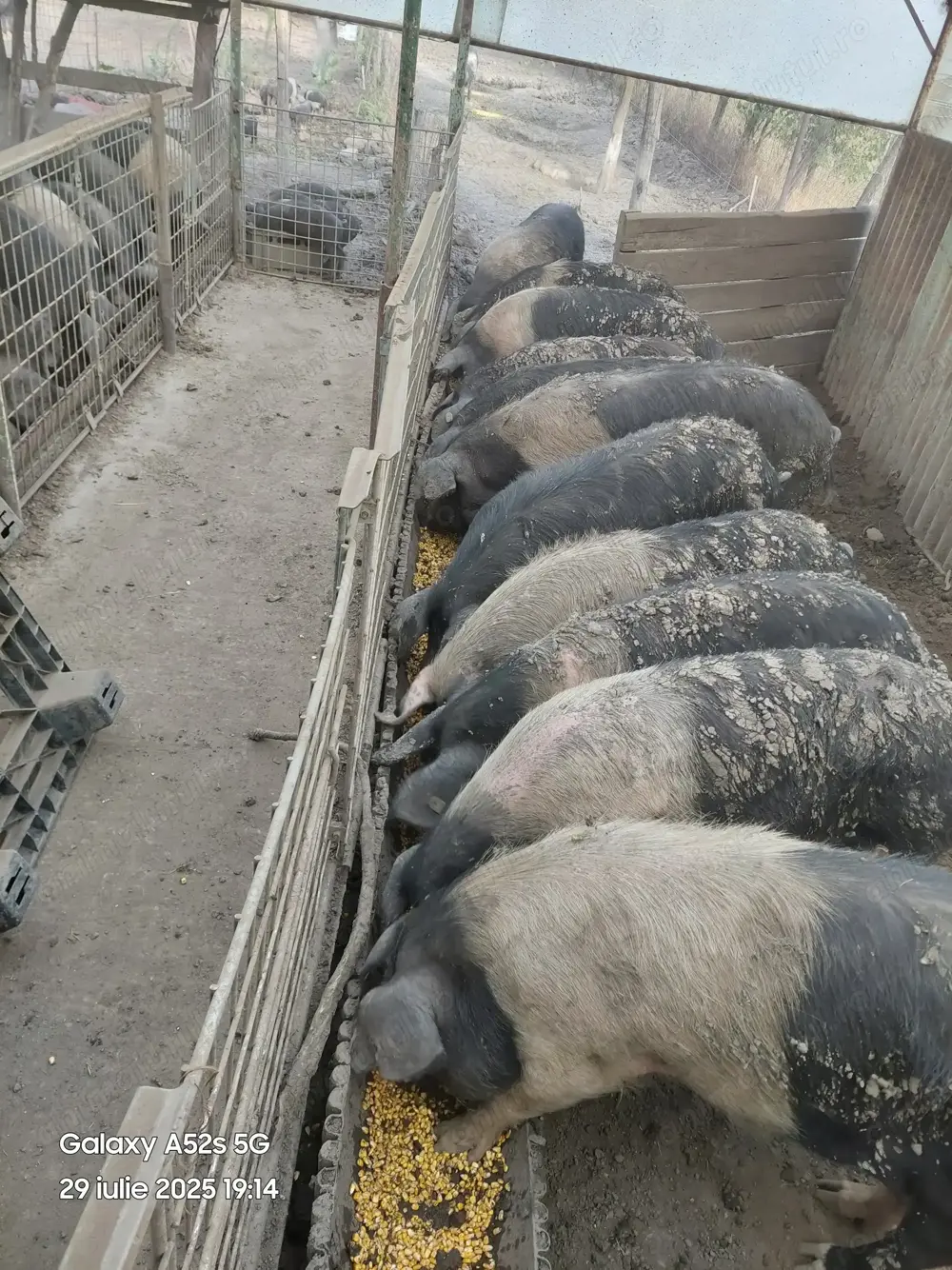 Porci Bazna pentru sacrificat crescuți în sistem liber. 