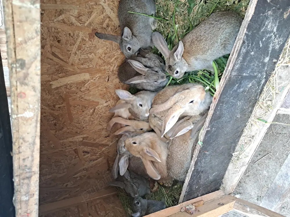 Vând iepuri de rasa Vând iepuri de rasa