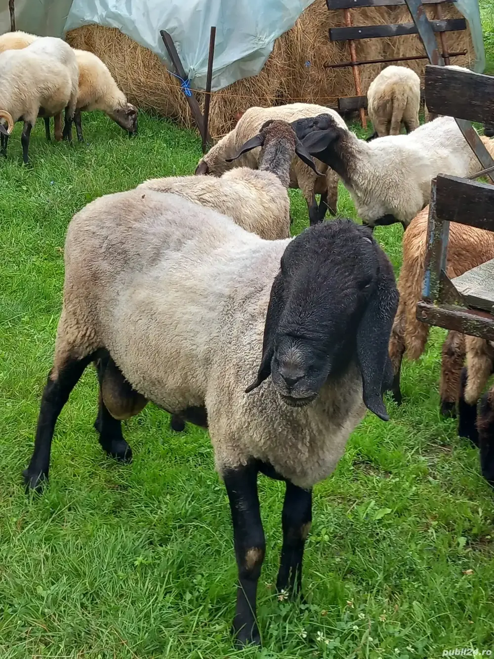 Vand berbec Tigaie Sarbeasca 