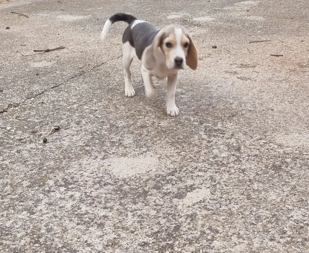 Pui Beagle mascul, culoare blue and tan