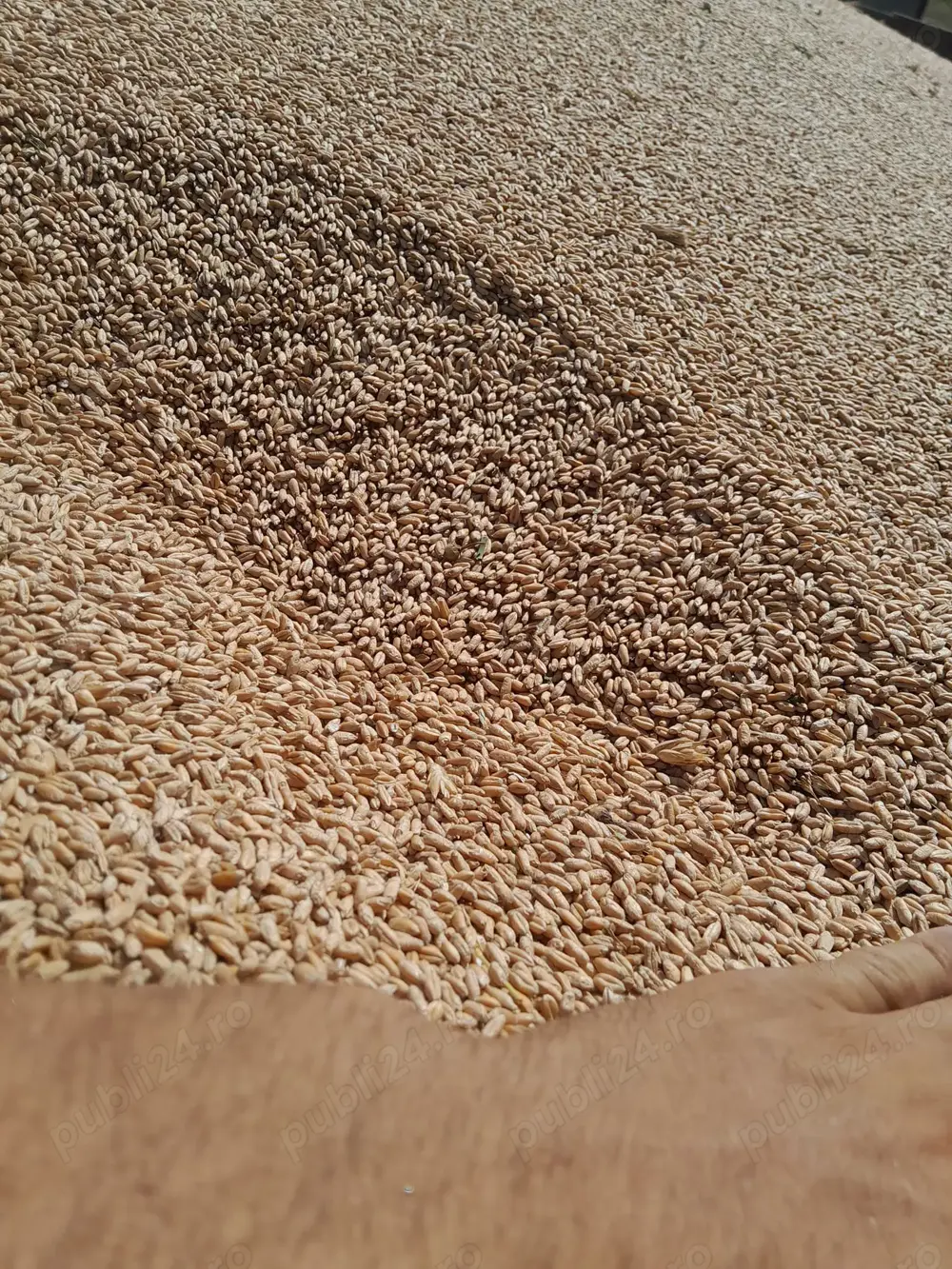 Triticale De Vanzare