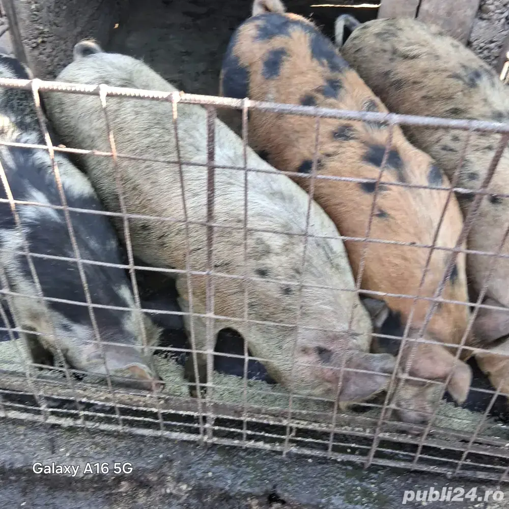 Vand porci intre 80-100 kg