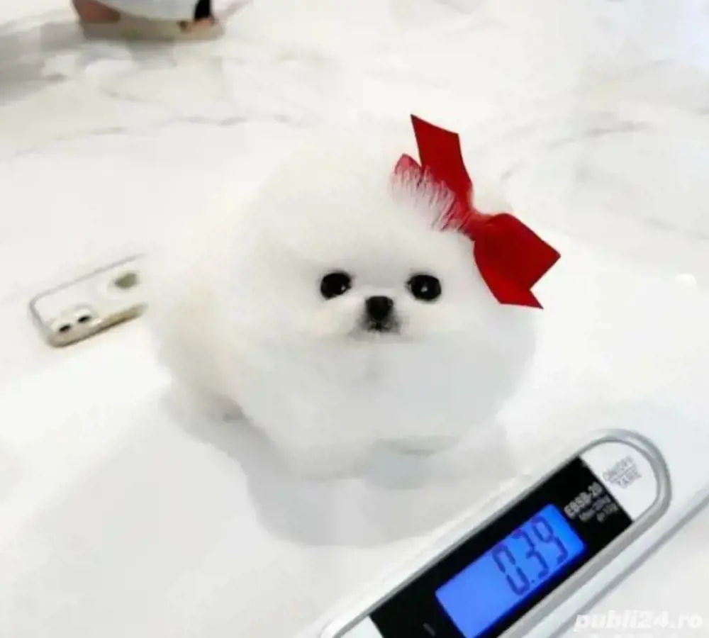 Pomeranian talie mica ursuleț 