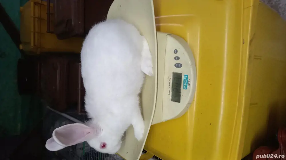 iepuri pannoni albi iepuri pannoni albi