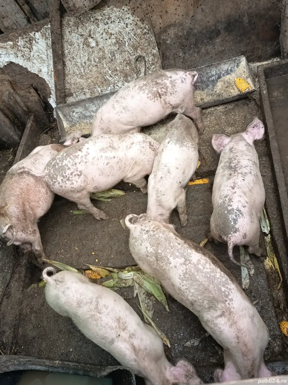 pucerlusi Pietrain cu Duroc 