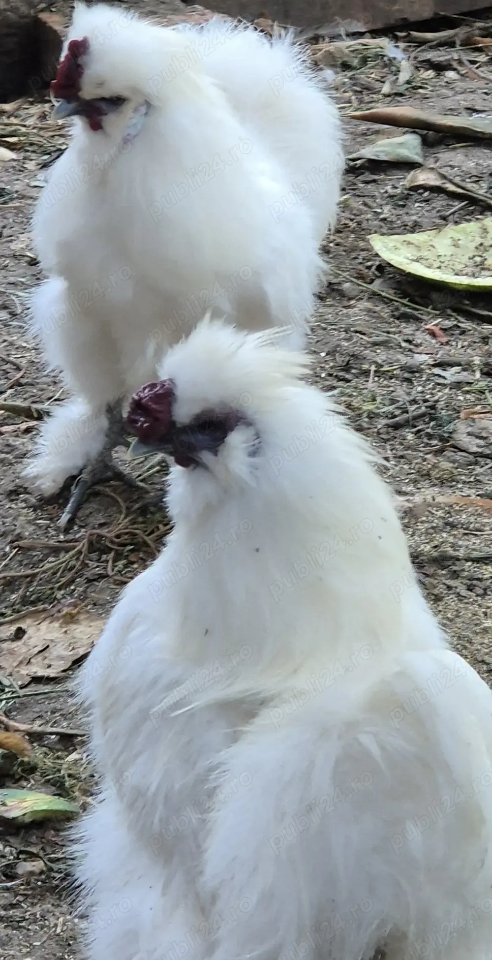 Cocoșei  mătase japoneză culoare albă 