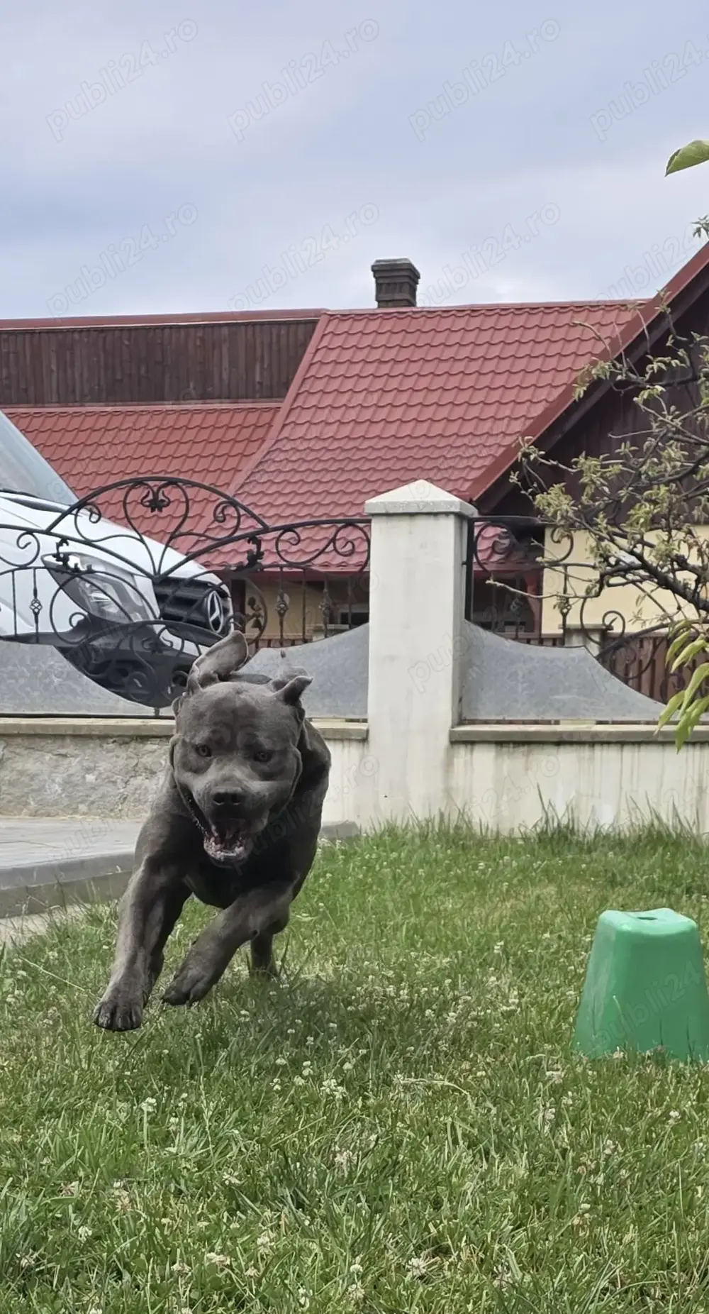 Vând mascul cane corso 