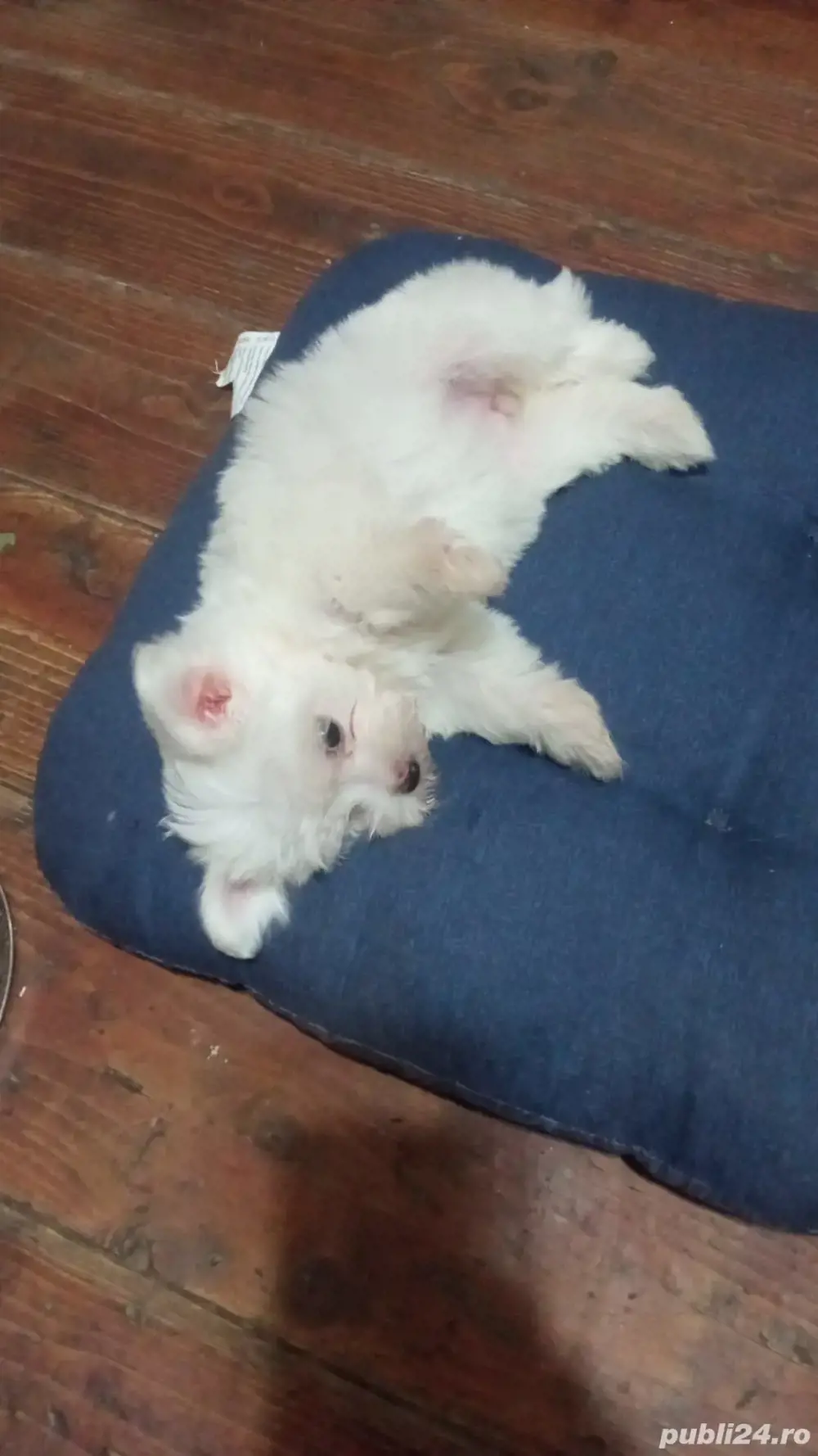 Bichon alb  Bichon alb