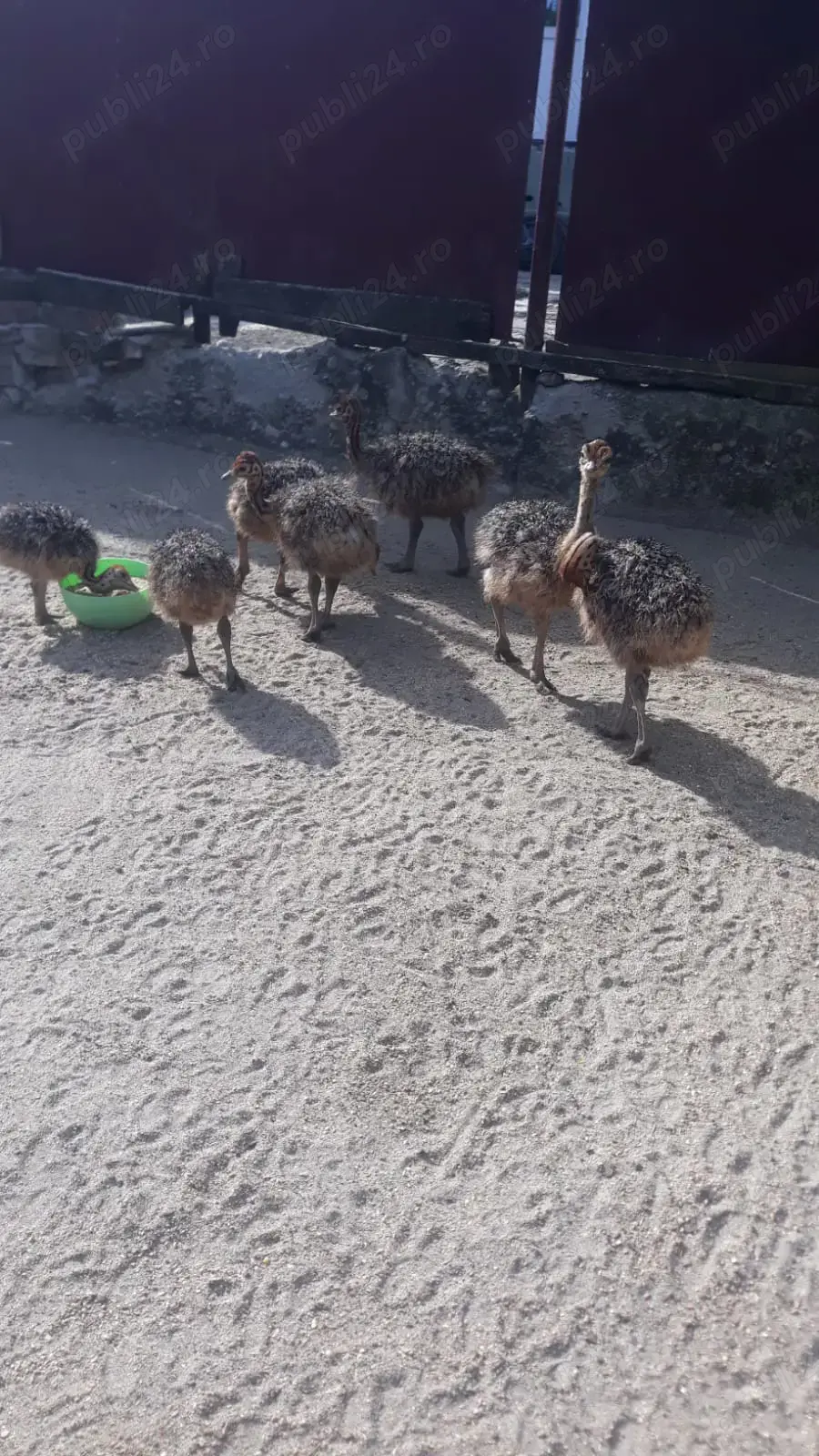 Vând pui de struț Vând pui de struț