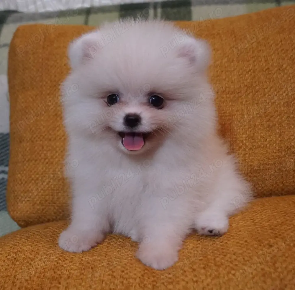 pui pomeranian talie mica