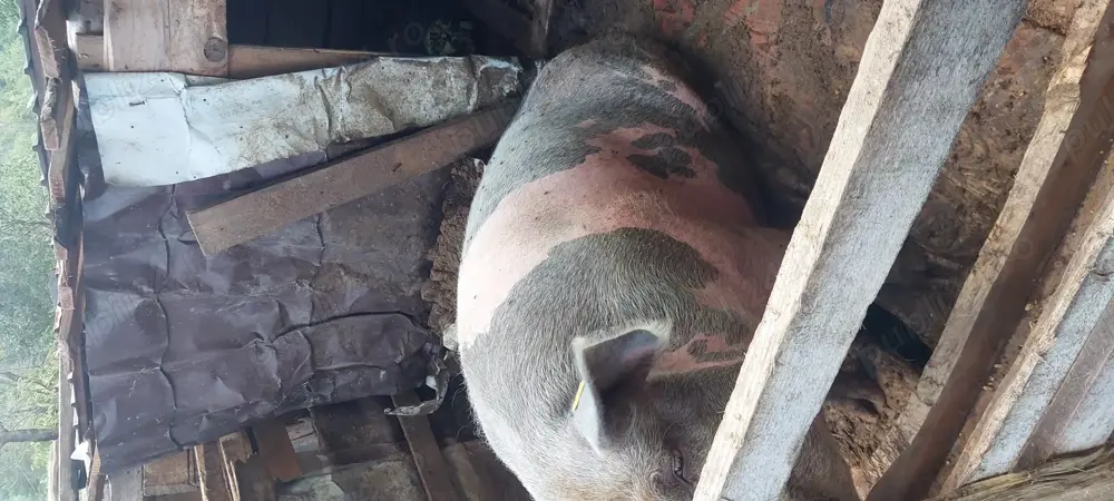 Porci crescuți la tara de vanzare Porci crescuți la tara de vanzare