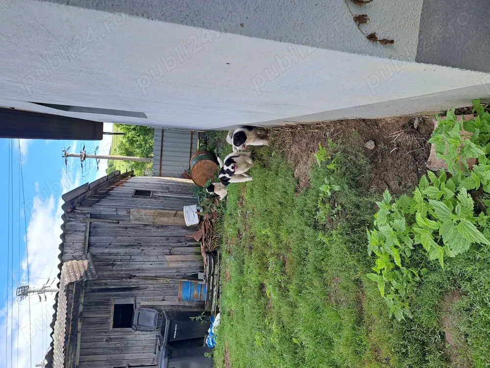 Vând căței ciobănești.  Vând căței ciobănești.