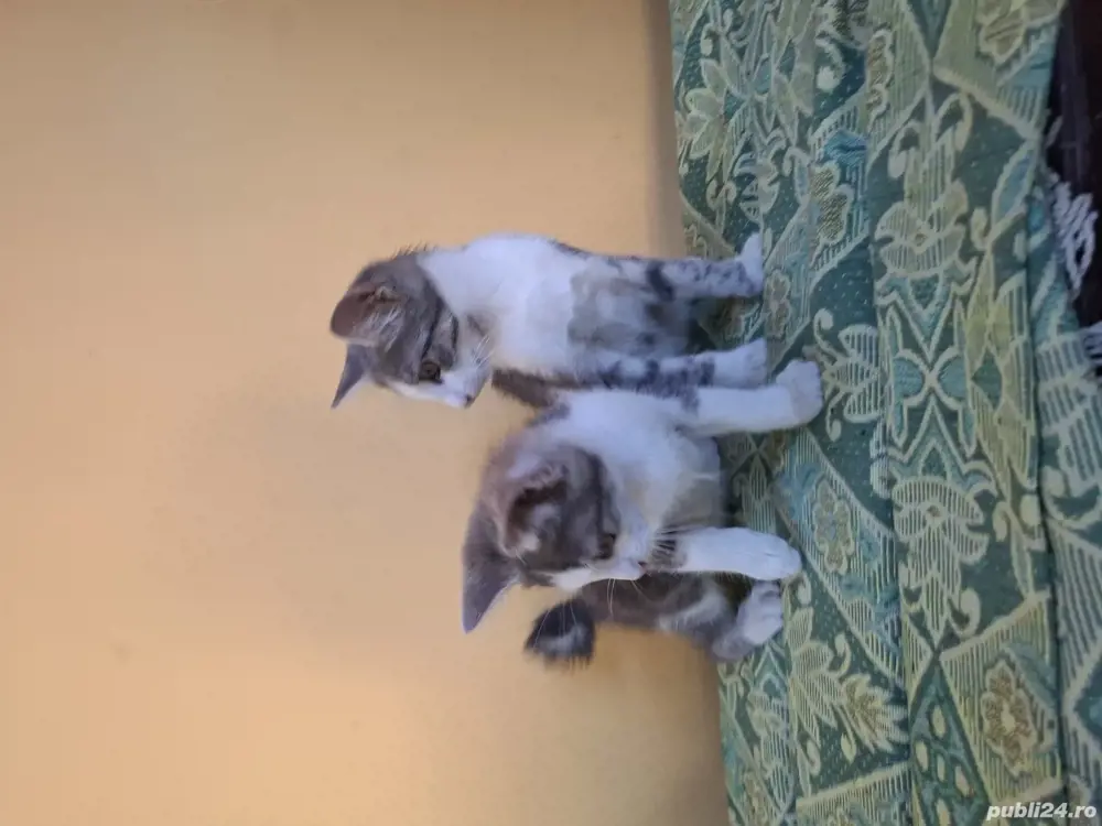 Donez pisicuțe  3luni