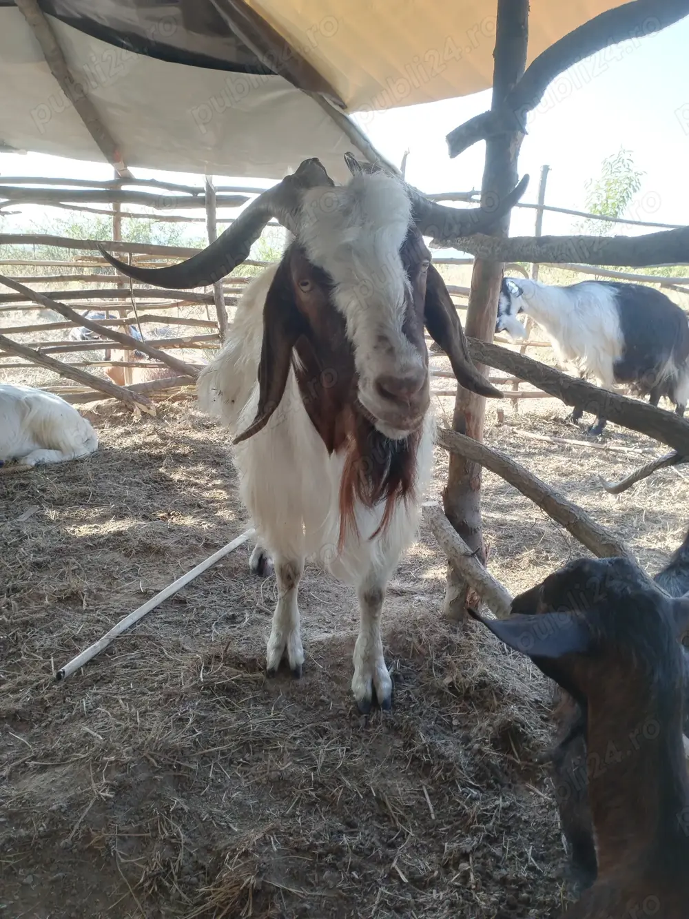 Tapi de vanzare trei buc