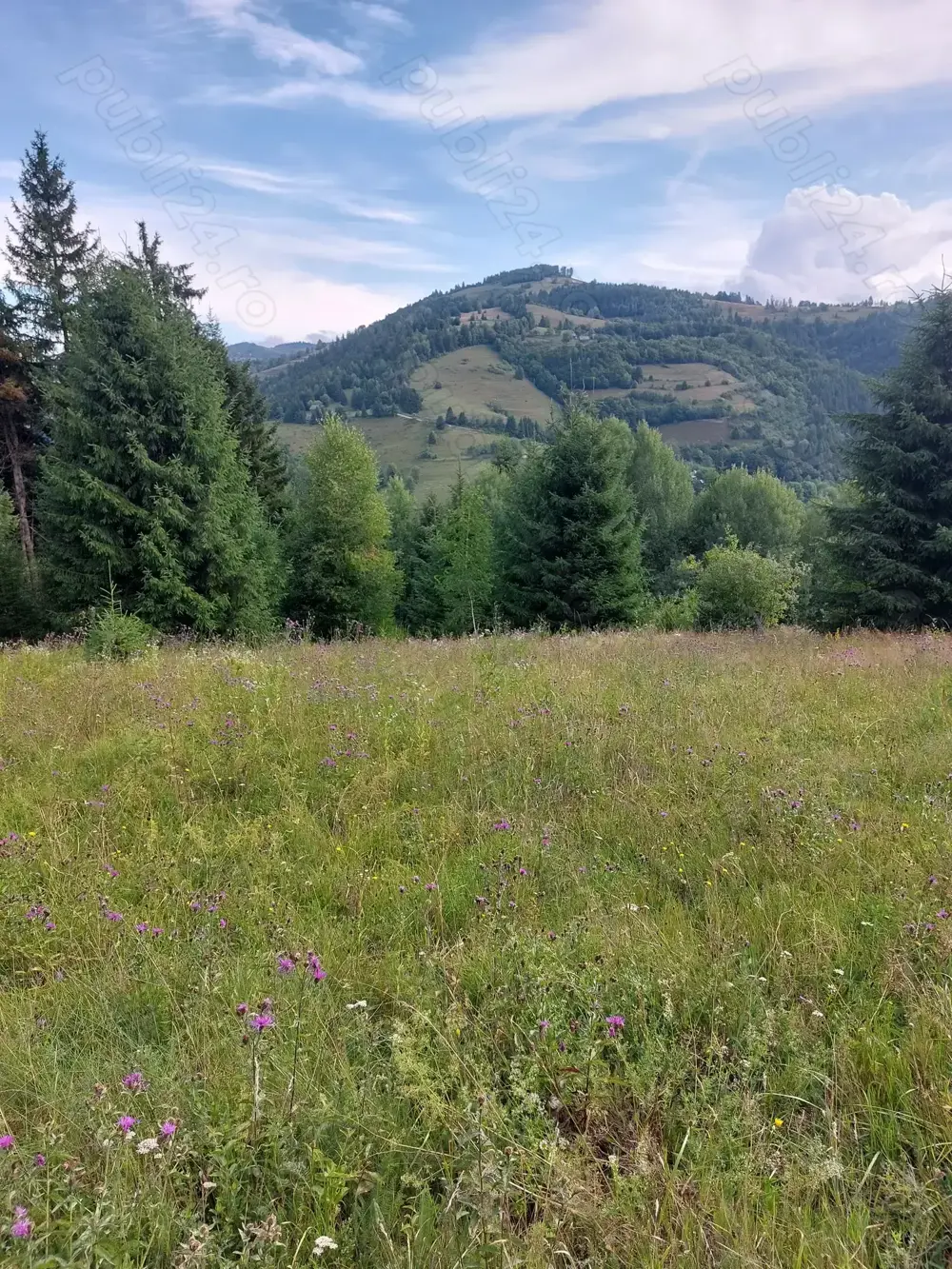 teren de vanzare in Comuna Vadu Motilor 5000mp pret 4euro mp